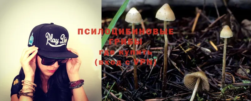 купить наркотик  Тобольск  Галлюциногенные грибы Cubensis 